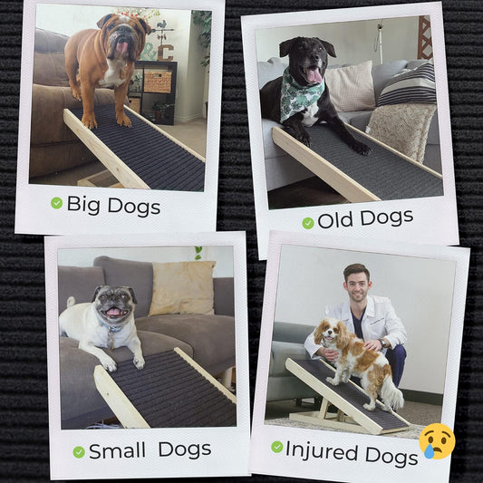 Rampa de madera alfombrada para perros pequeños y grandes. AlphaPaw